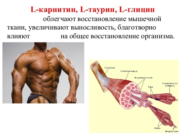 Количество мышц. Восстановление мышечной ткани. Восстановка мышц. Как долго восстанавливаются мышцы. Восстанавливающий мышцы.