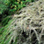 Кизильник горизонтальный (Cotoneaster horizontalis Variegatus) #1