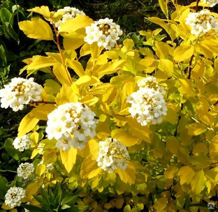 Спирея вангутта (Spiraea vanhouttei Gold Fountain)