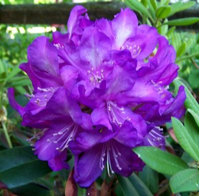 Рододендрон (Rhododendron (AJ) Blaue Donau)