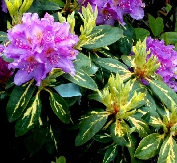 Рододендрон (Rhododendron Goldflimmer)