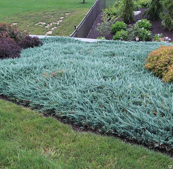 Можжевельник горизонтальный Блю Чип ( Juniperus Blue Chip ) 7,5л 30-40 см 2