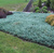 Можжевельник горизонтальный Блю Чип ( Juniperus Blue Chip ) 7,5л 30-40 см #2