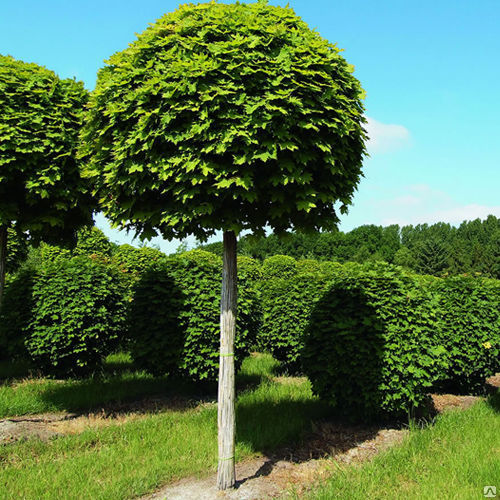Клён остролистный Глобозум (Acer platanoides Globosum) ком, 200 см штамб, обх. 12-14-16