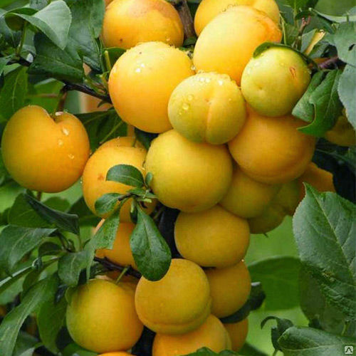 Слива Желтая крупноплодная, осенняя (Prunus domestic) 10л 160-180 см