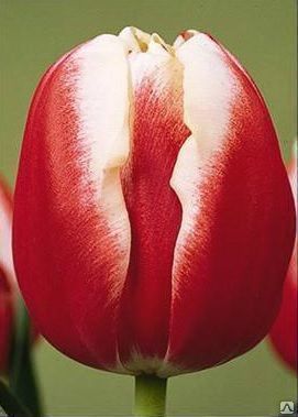 Тюльпаны красные Leen Van Der Mark