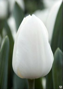 Тюльпаны белоснежные Royal virgin в Абакане 