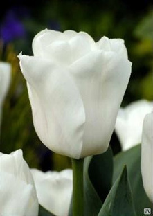 Тюльпаны белоснежные Lady Chantal в Абакане