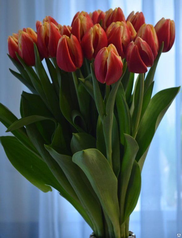 Тюльпаны в ассортименте 30-40 см