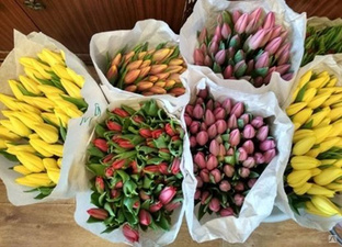 Тюльпаны оптом Экстра класса в Абакане 