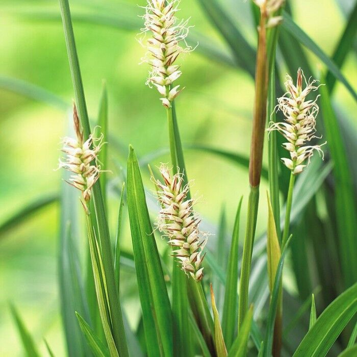 Carex morrowii discount